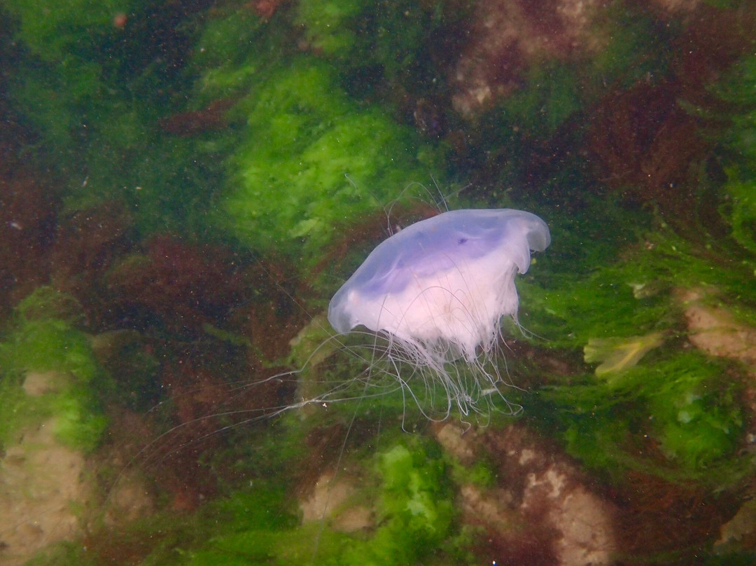 Snorkel Wild-Coldingham必去景点