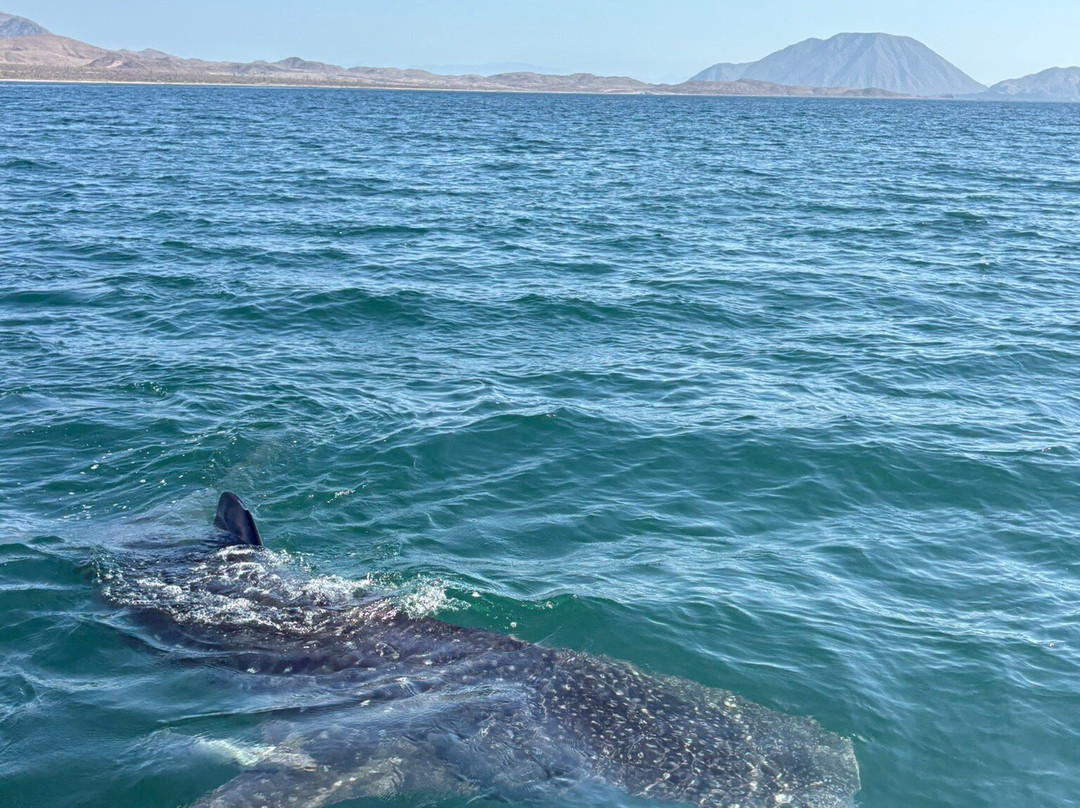 Ana Isabel Sport Fishing And Tours-Bahia de Los Angeles必去景点