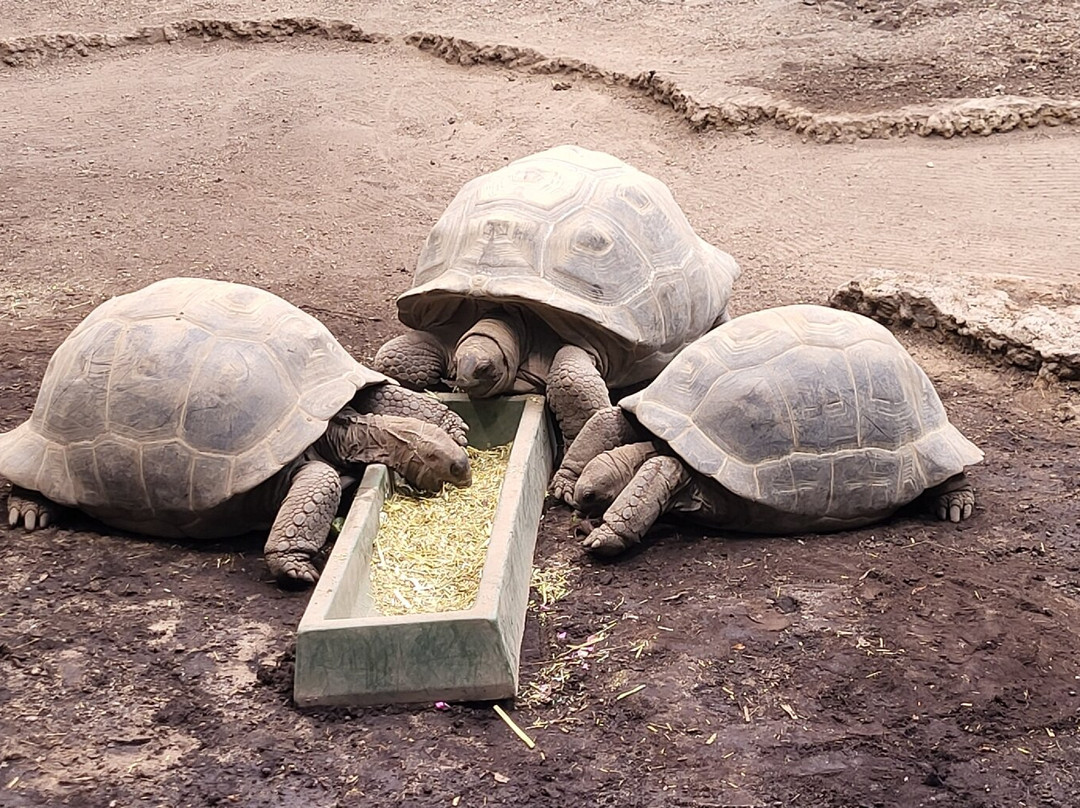 Odense Zoo-欧登塞必去景点