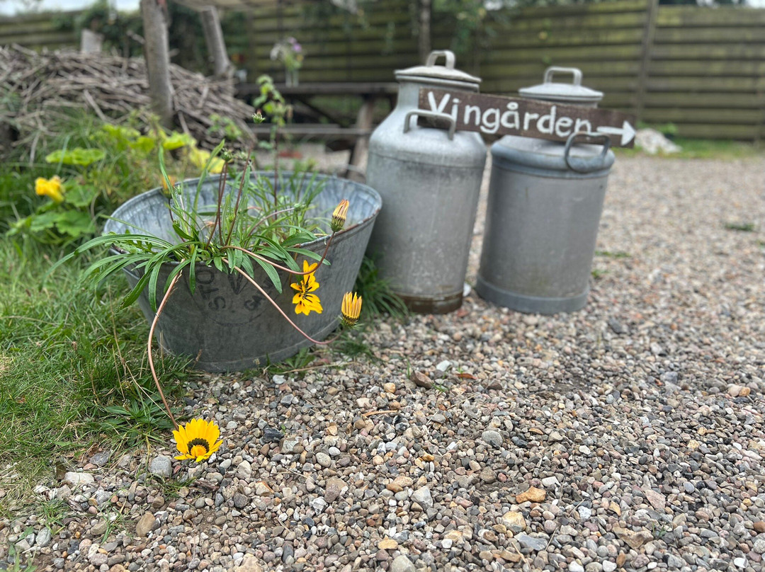 Vester Vedsted Vingaard-里伯必去景点