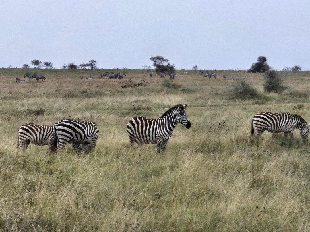 Serengeti National Park-Ikoma必去景点