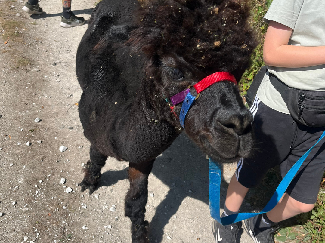 Colomendy Alpaca Farm-诺特霍普厅必去景点