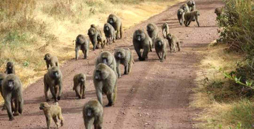 Stepclimb Adventures-莫西必去景点