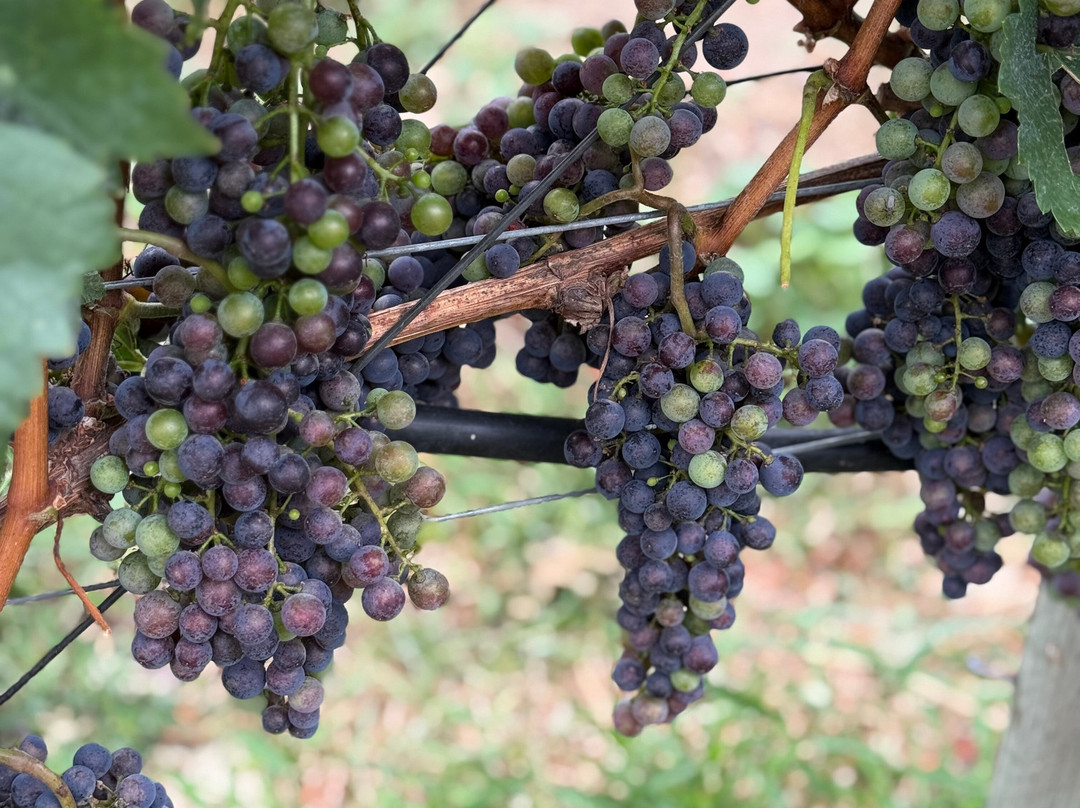 Sip Happens Wine Tours-Lake Country必去景点