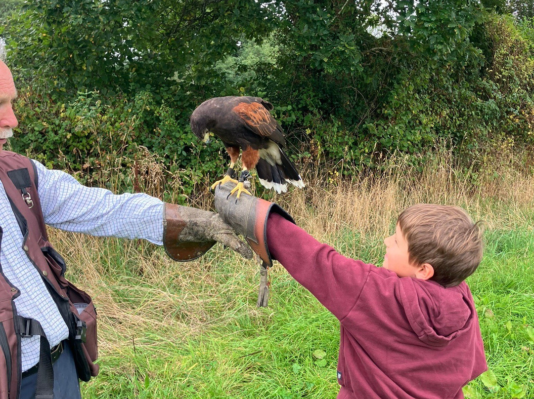North Devon Hawk Walks-South Molton必去景点