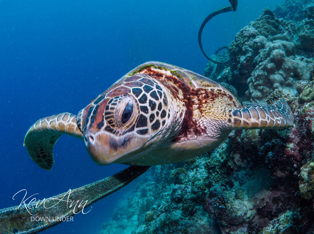 Cebu Fun Divers-莫阿尔博阿尔必去景点
