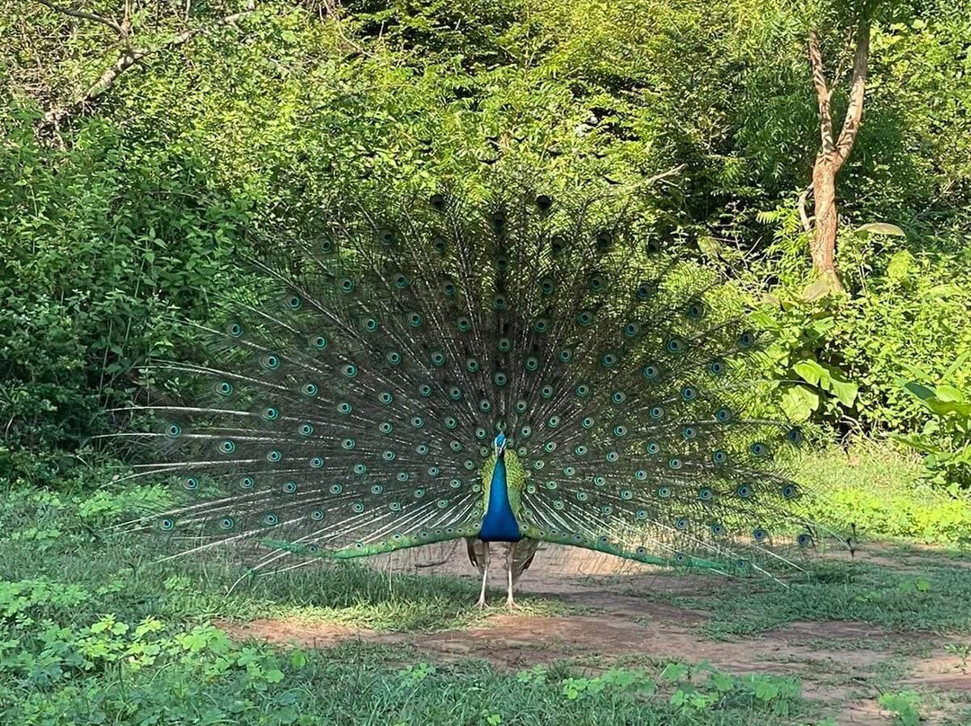 LK Tour Lanka-科伦坡必去景点