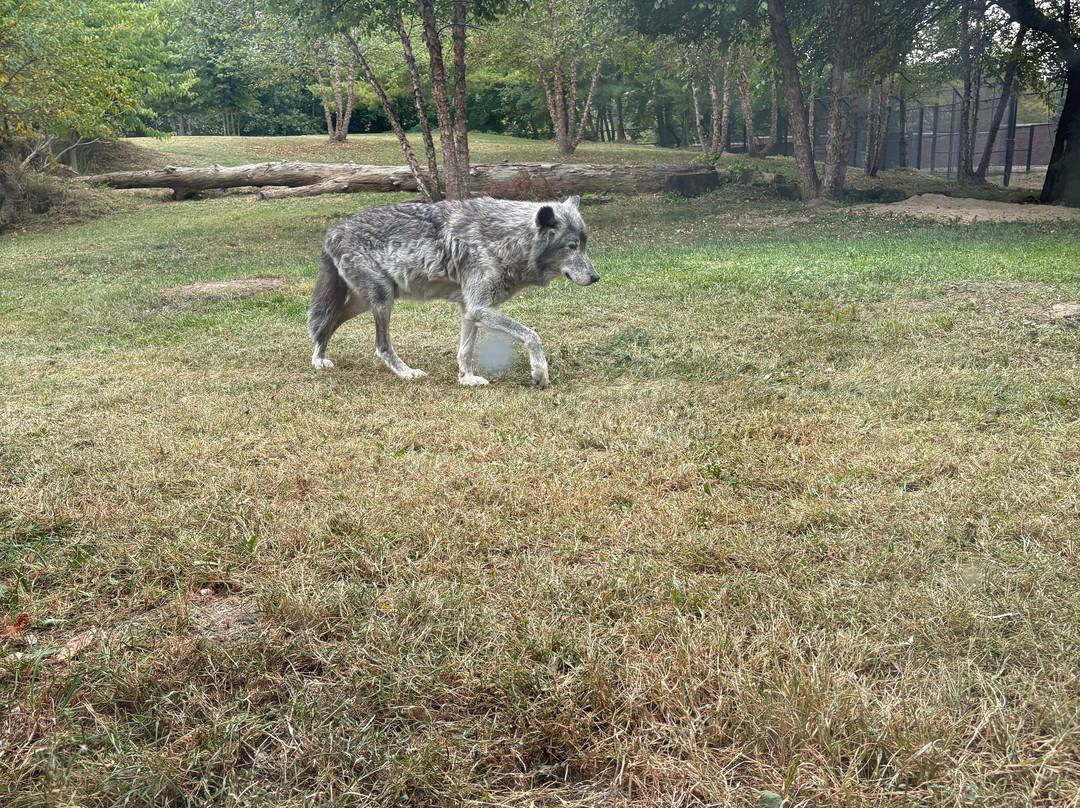 Detroit Zoo-罗亚尔奥克必去景点