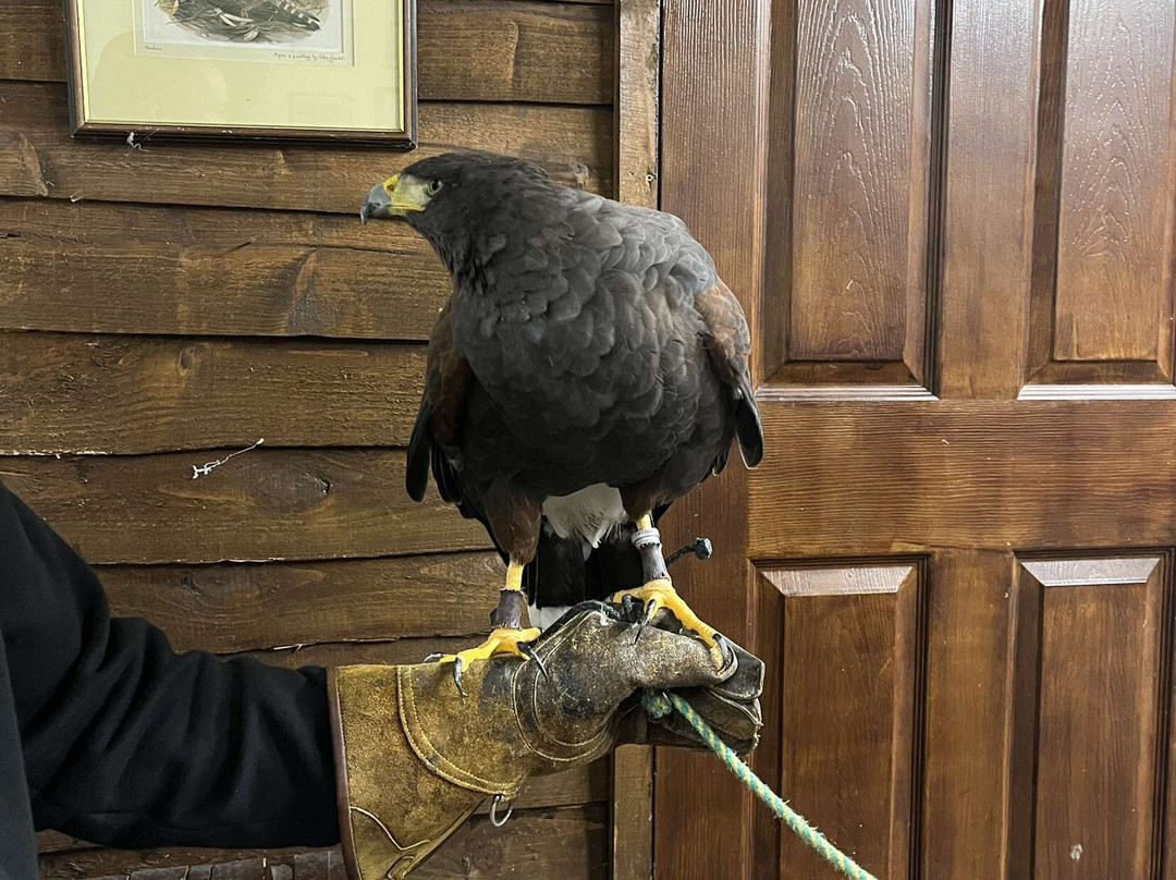 Riverside Falconry-纽卡斯尔必去景点