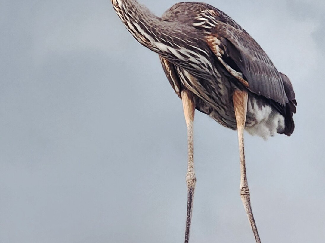 The Island Pier-华尔顿堡滩必去景点