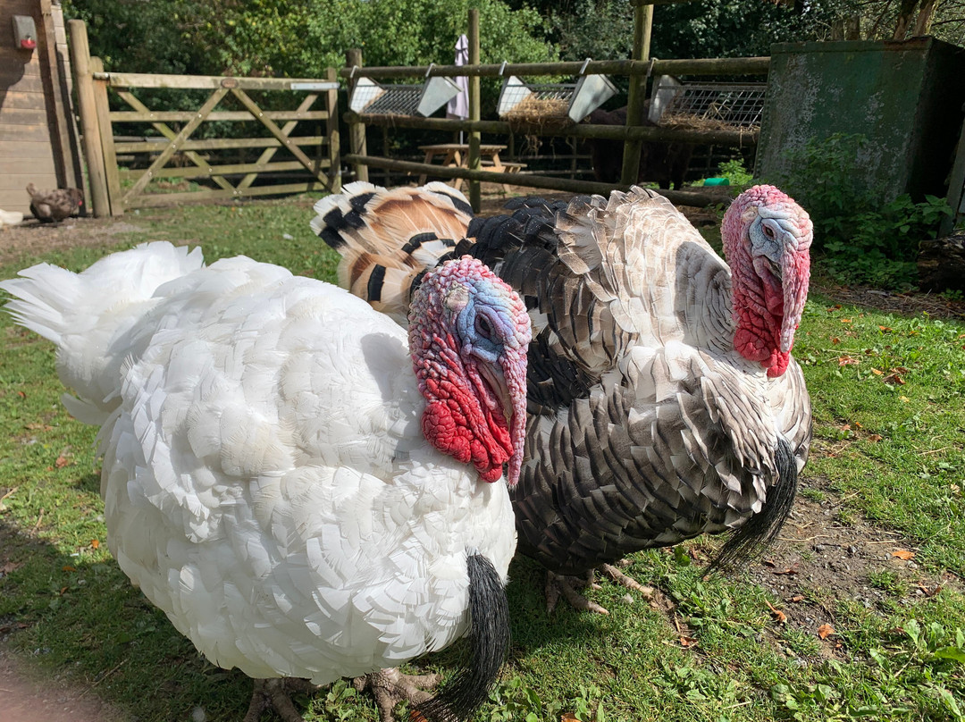 Pembrokeshire Llama Sanctuary-Llandissilio必去景点