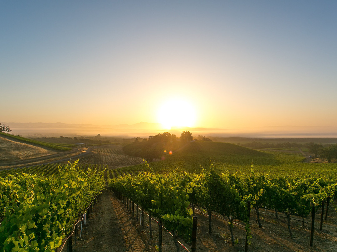 Rochioli Vineyards and Winery-希尔兹堡必去景点