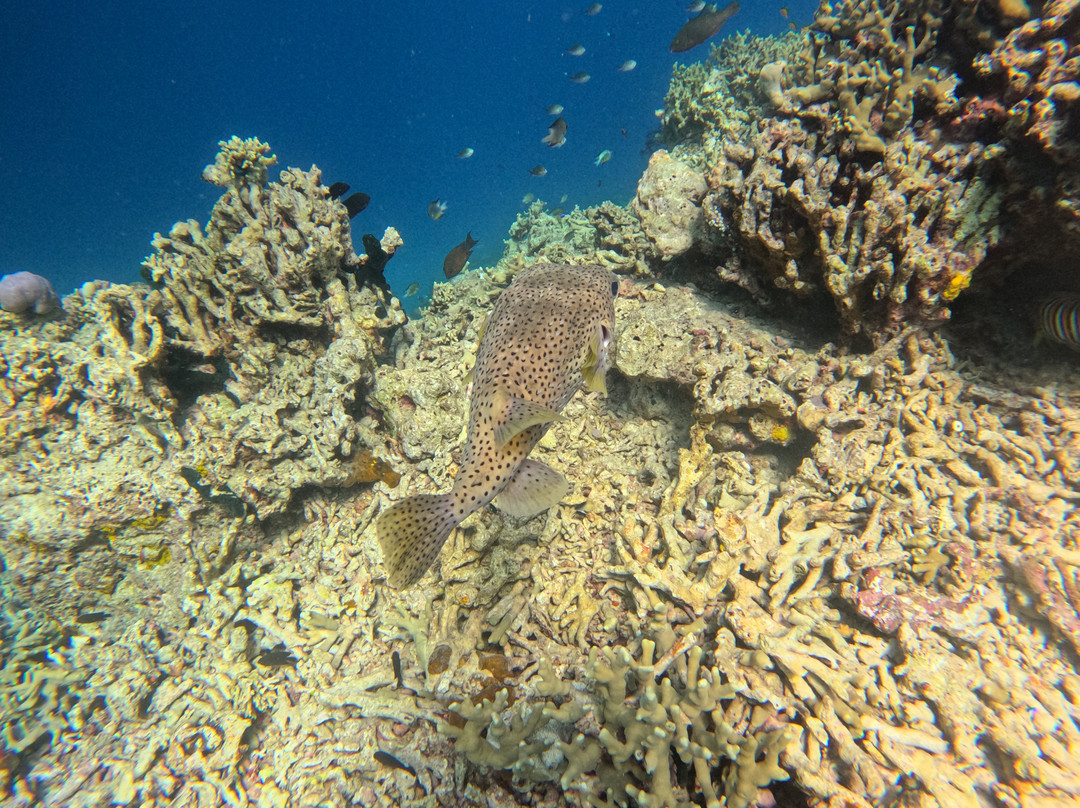 BlueMenjangan-Menjangan Island必去景点