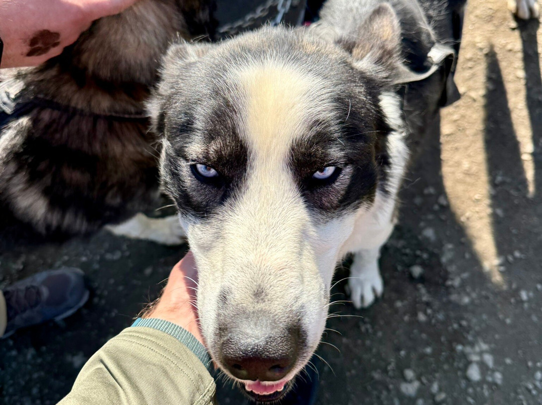 北极探险一日游-特罗姆瑟必去景点