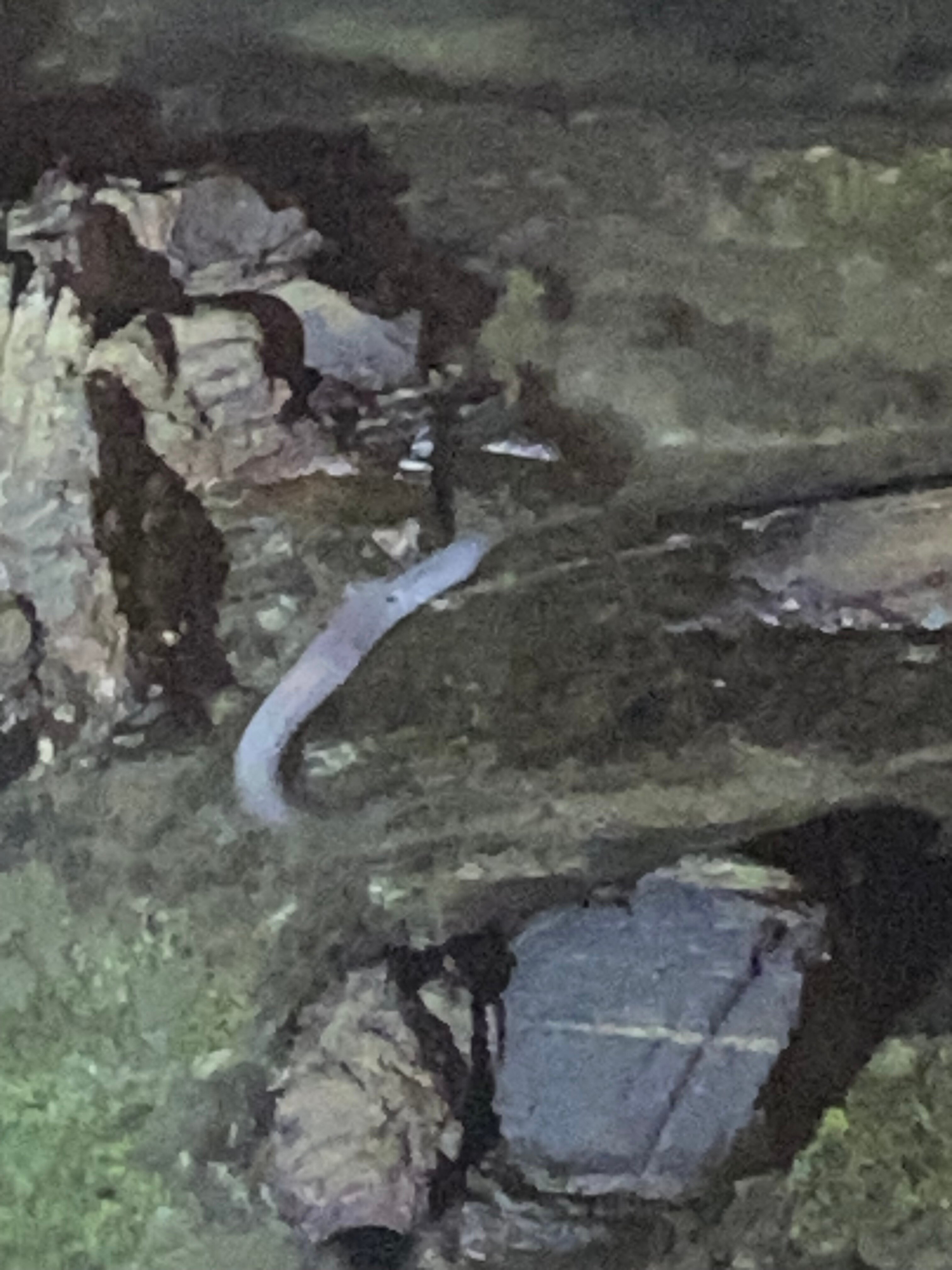 迪克维拉度假酒店-泳池