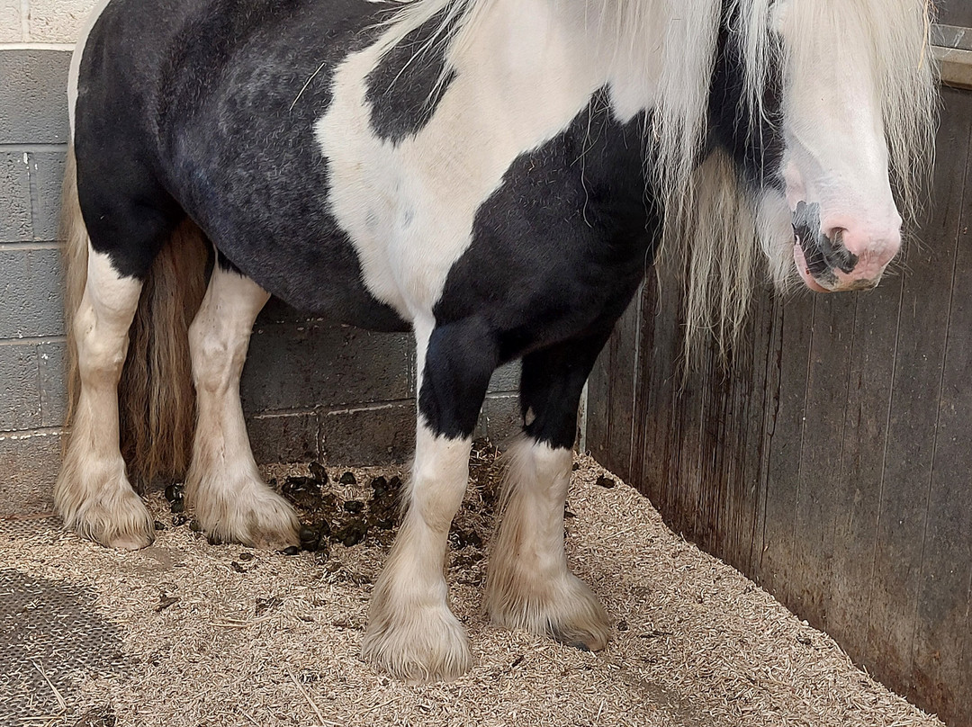 Redwings Horse Sanctuary-Oxhill必去景点