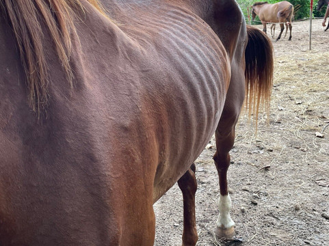 Colts Horse Riding-查龙必去景点