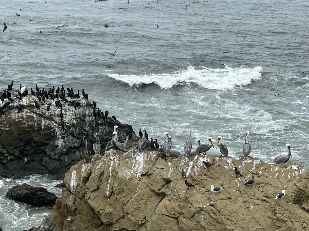 圣西蒙小屋酒店主图