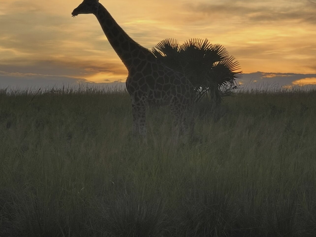 Arken Safaris Africa-马辛迪必去景点