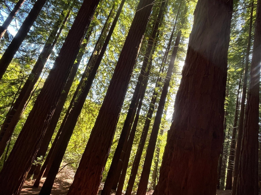 Redwood Forest-Cabezon de la Sal必去景点