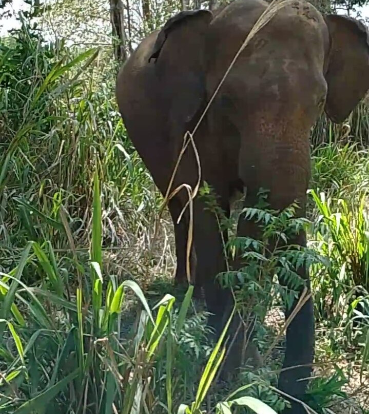 Hurulu Eco Park-哈巴拉娜必去景点