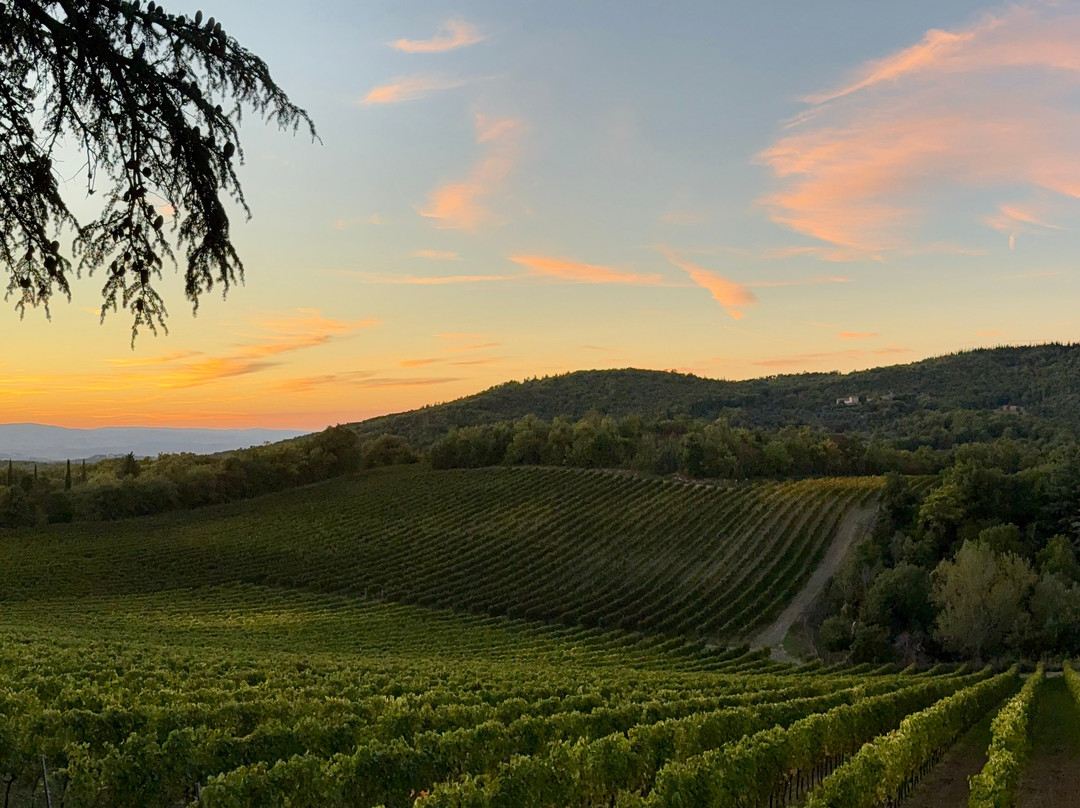 Bindi Sergardi Estates & Vineyards-Vagliagli必去景点