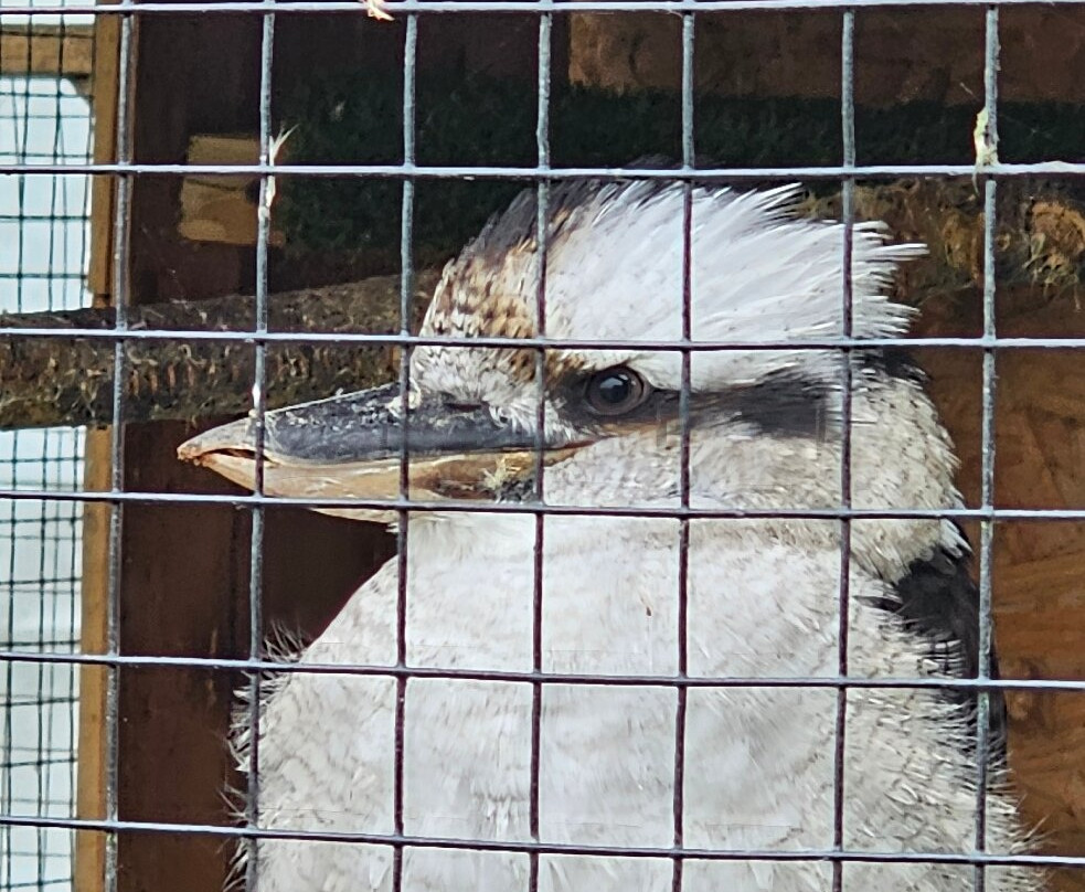 Wild Wings Birds of Prey Centre-沃灵顿必去景点