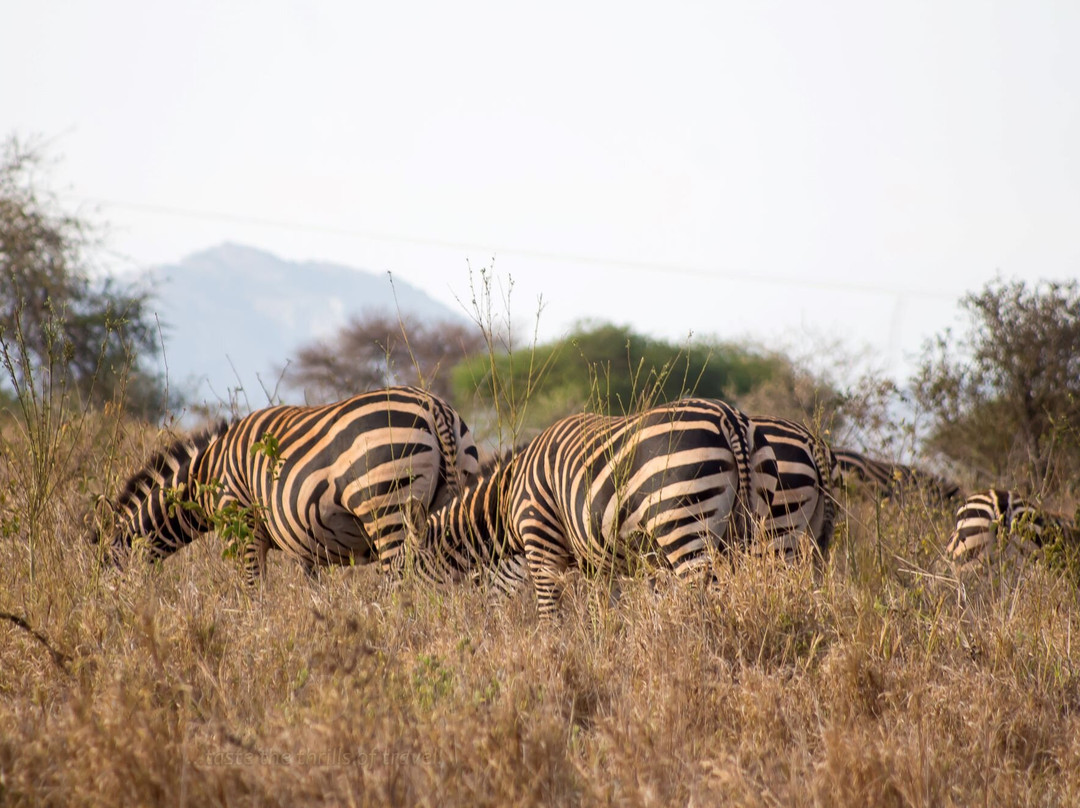 Taita Hills Wildlife Sanctuary-西察沃国家公园必去景点