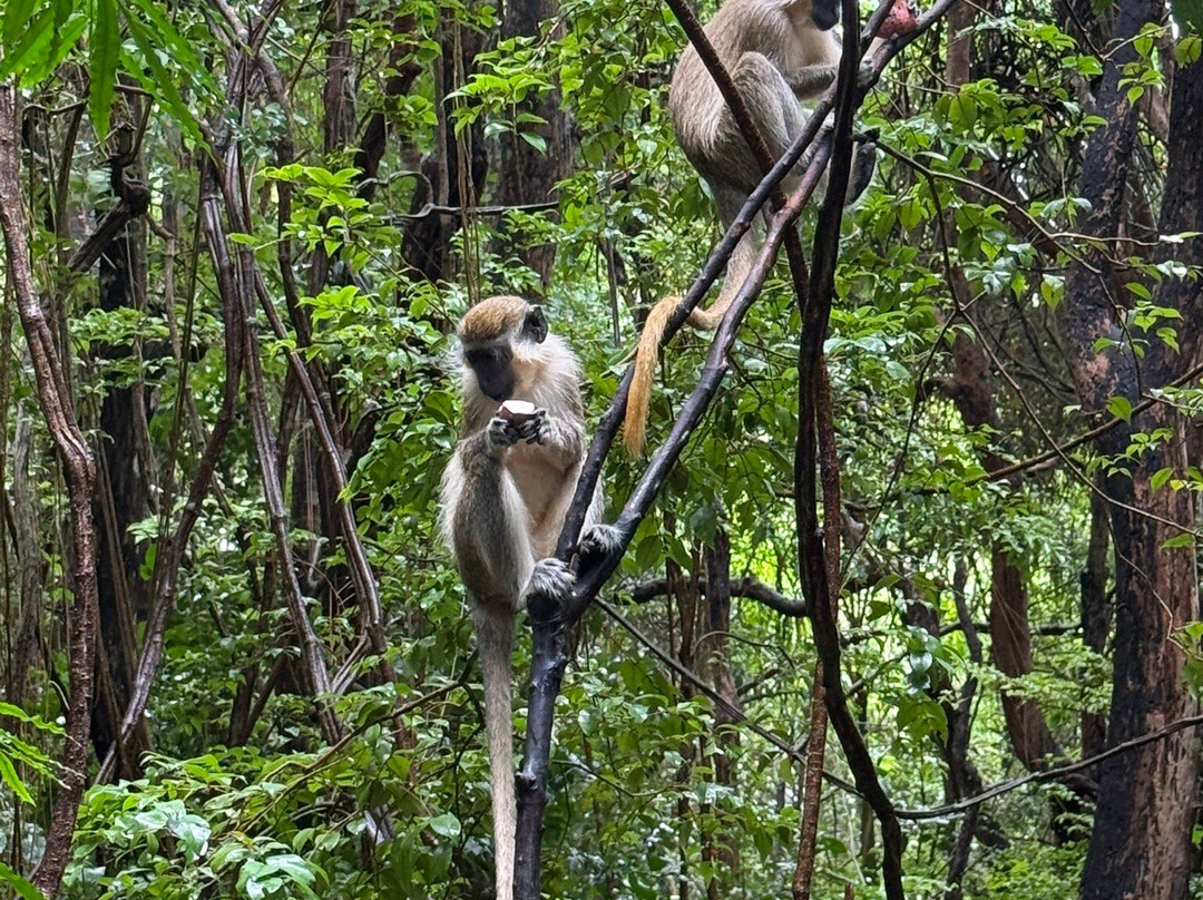 Barbados Wildlife Reserve-Saint Peter Parish必去景点
