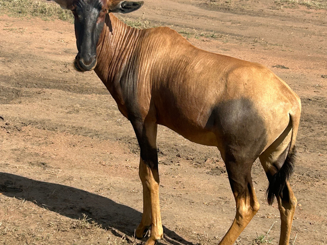 Access2Tanzania-阿鲁沙必去景点