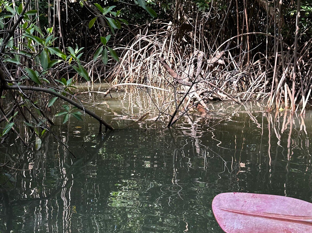 Gambia Kayaking-Tanji必去景点