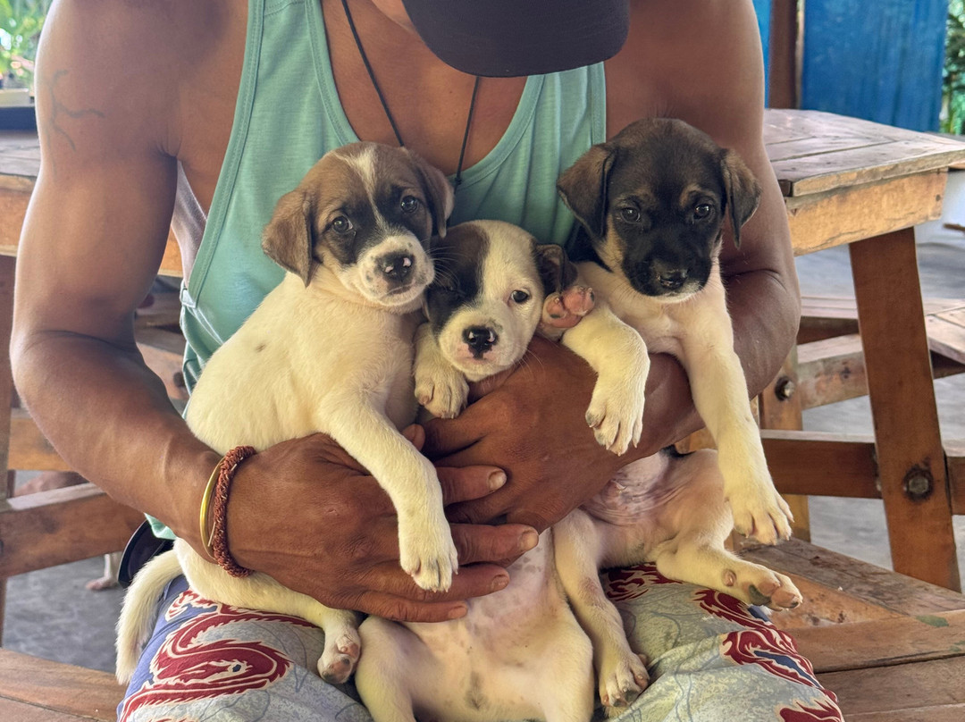 Gypsy Divers Dive Resort-哈夫洛克岛必去景点