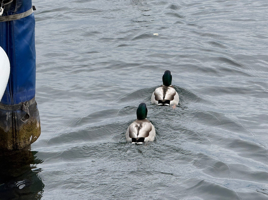 基尔希贝格餐馆和美食-Chez Fritz