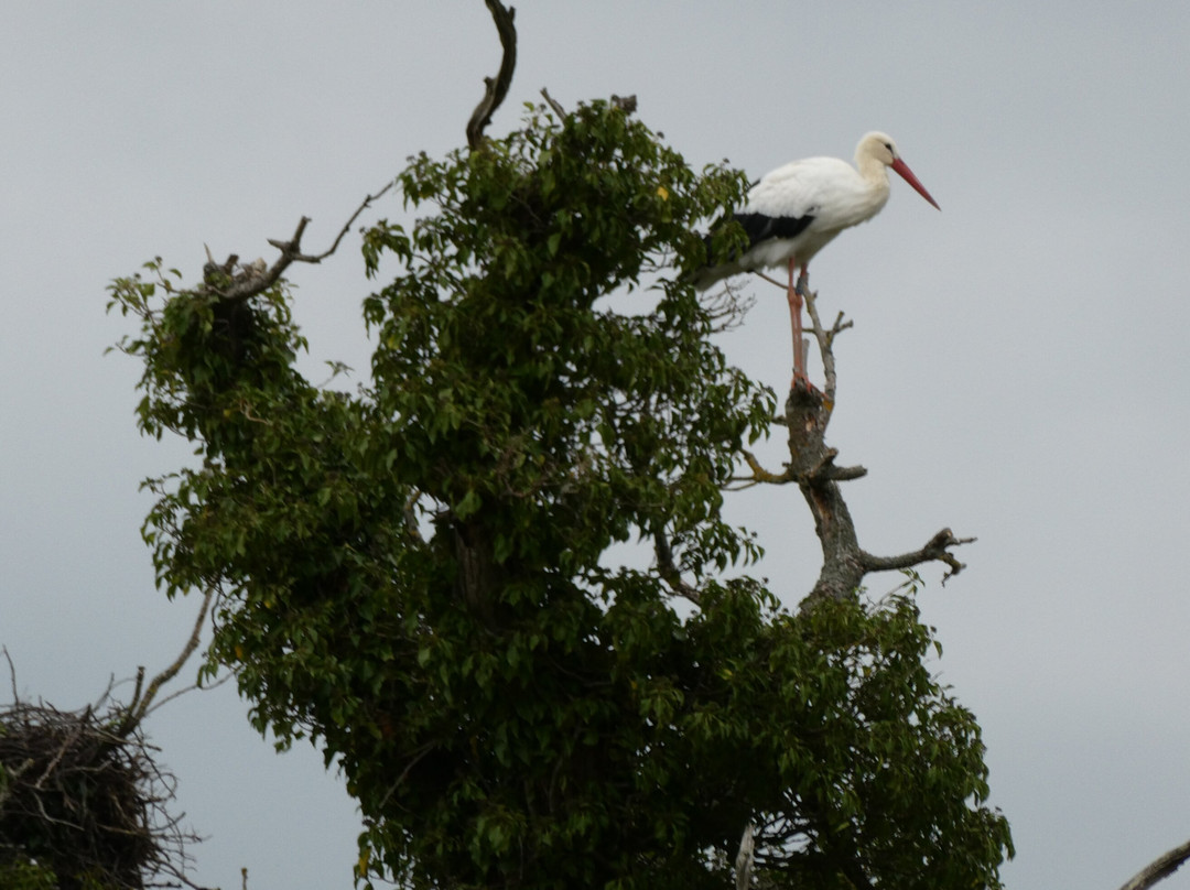 Knepp Wildland Safaris-霍舍姆必去景点