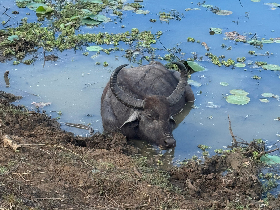 Yala Kings Safari-蒂瑟默哈拉默必去景点