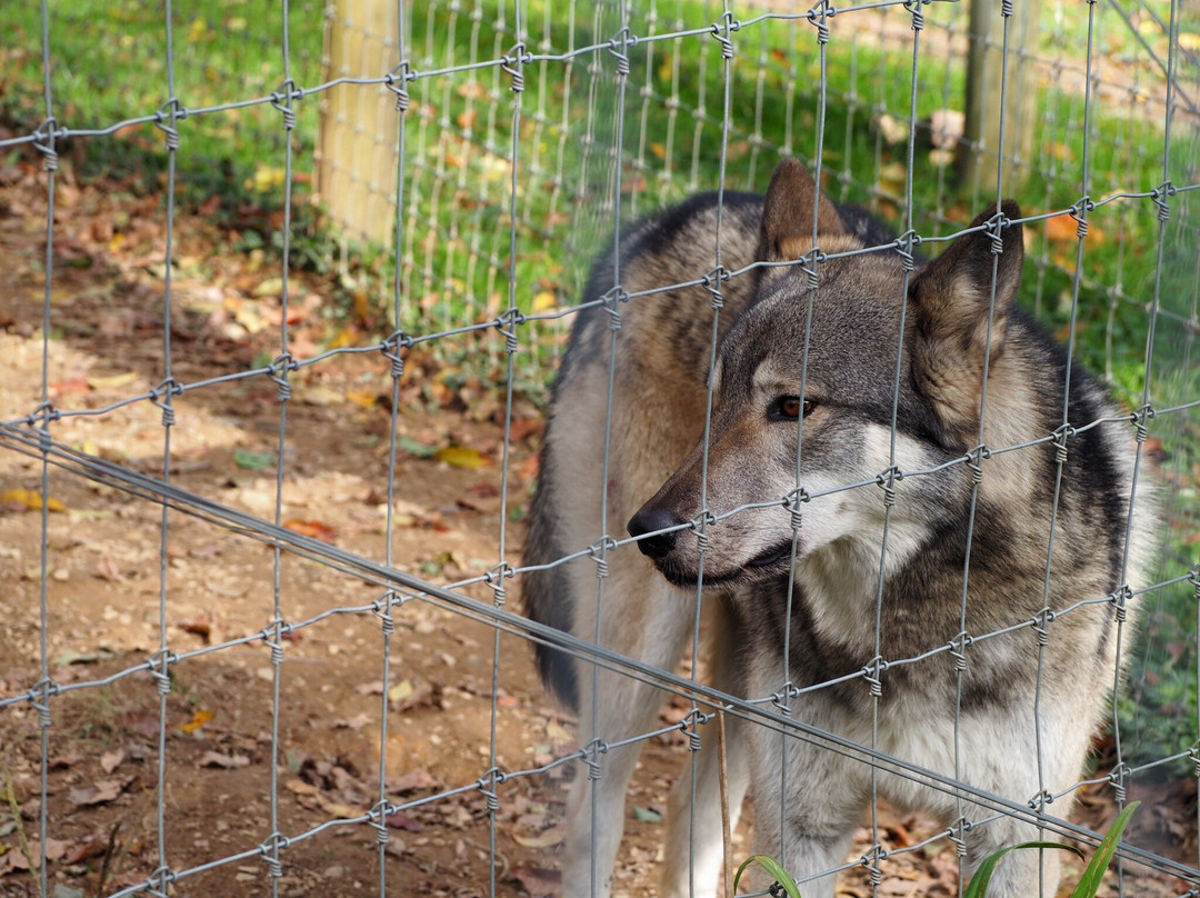 Wolf Sanctuary of PA-利蒂茨必去景点