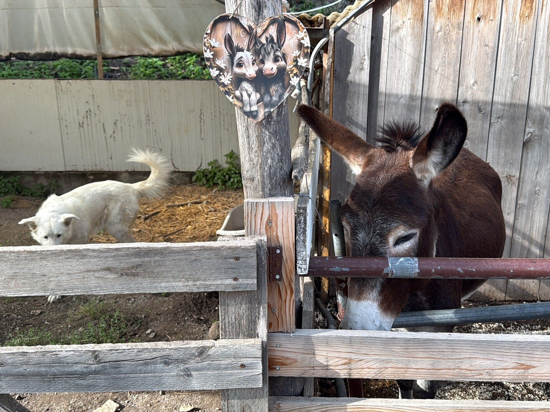 Fattoria Valle del Vesuvio-埃尔科拉诺必去景点