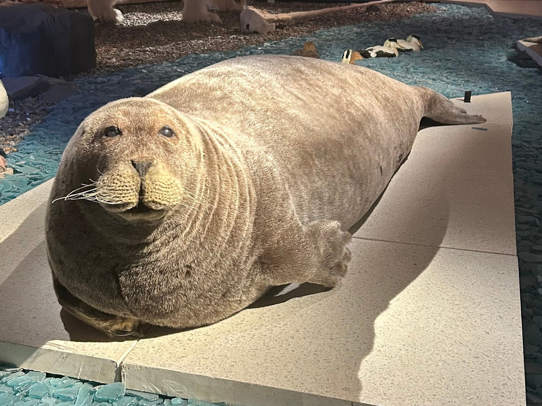 Svalbard Museum-朗伊尔城必去景点
