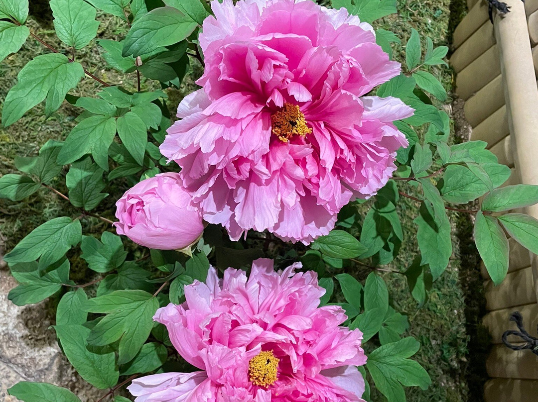 由志園-松江市必去景点