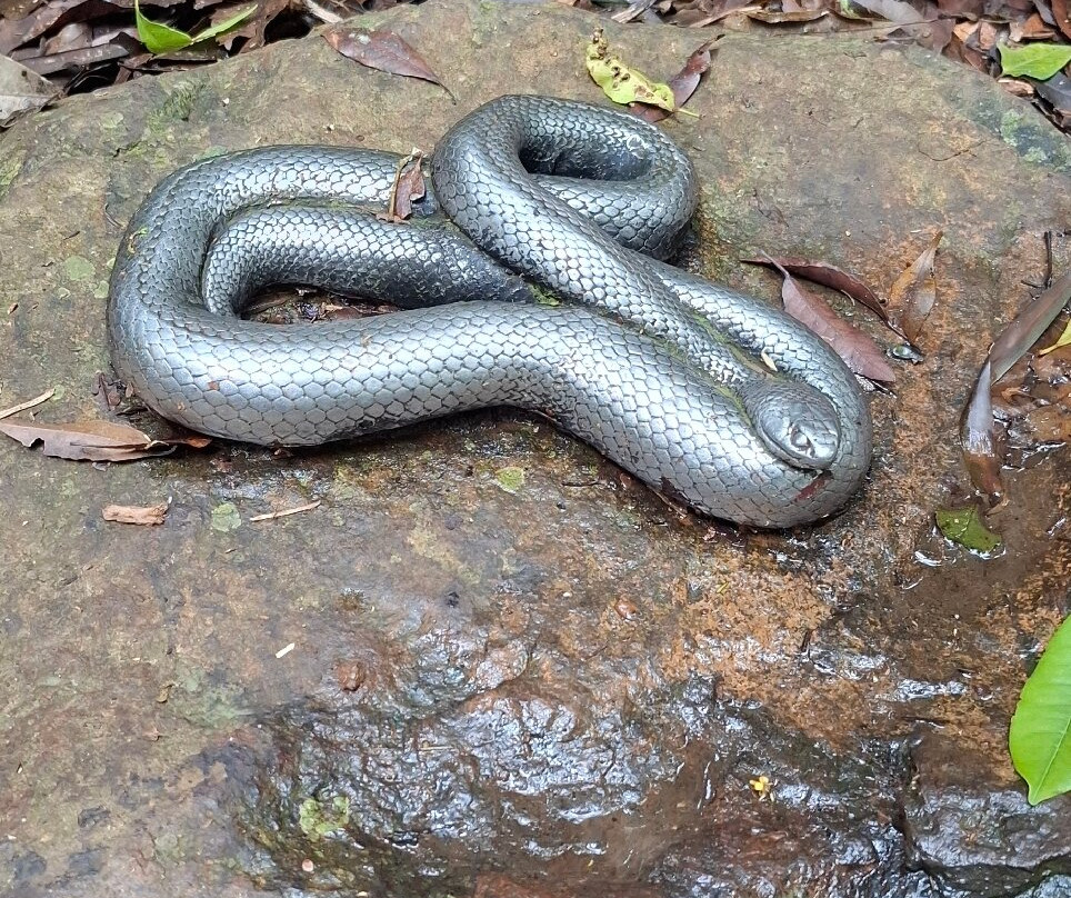 The Lodge Bellingen主图