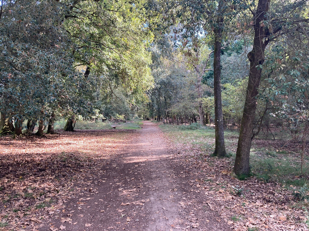 Parco Regionale Migliarino San Rossore Massaciuccoli-比萨必去景点