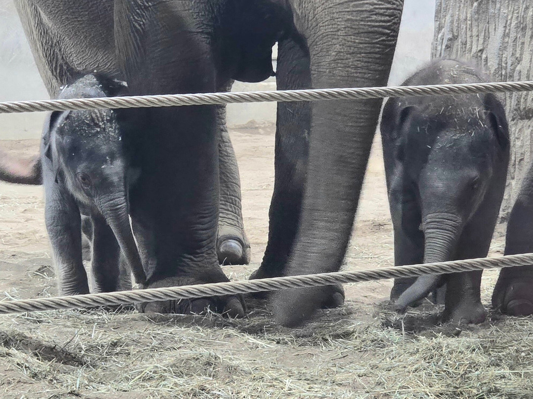 哥伦布动物园-Powell必去景点