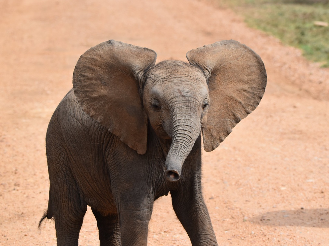 Dél-afrika-mozambik-尼斯普鲁特必去景点