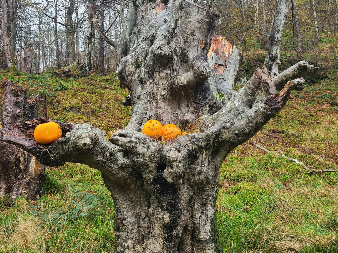 Dunollie Museum, Castle and Grounds-奥本必去景点