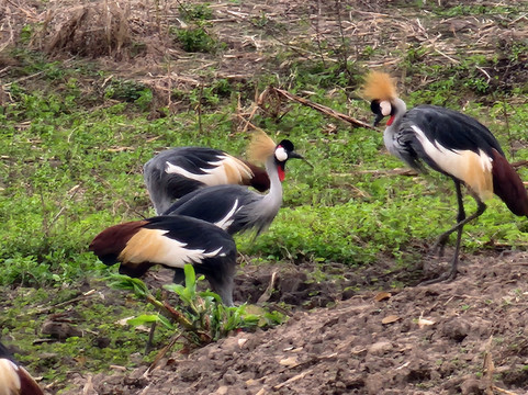 Amplify Tours and Travel-坎帕拉必去景点