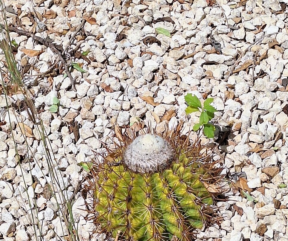 Hòfi Mango-威廉斯塔德必去景点