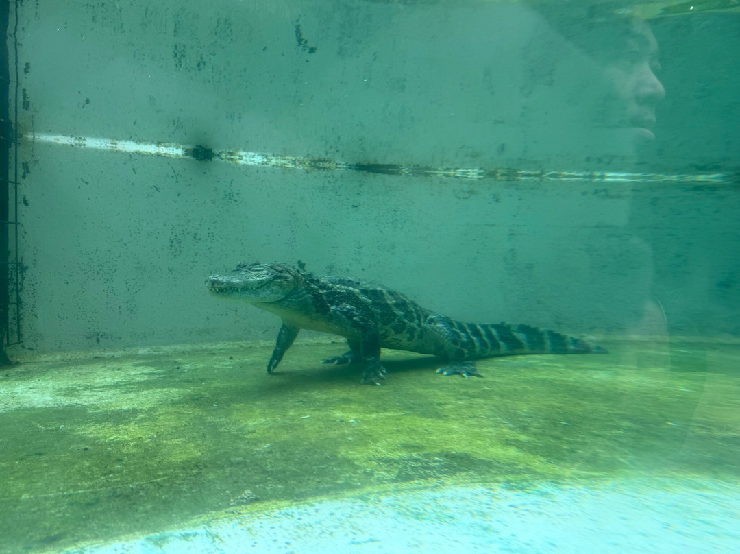 Atagawa Tropical & Alligator Garden-东伊豆町必去景点