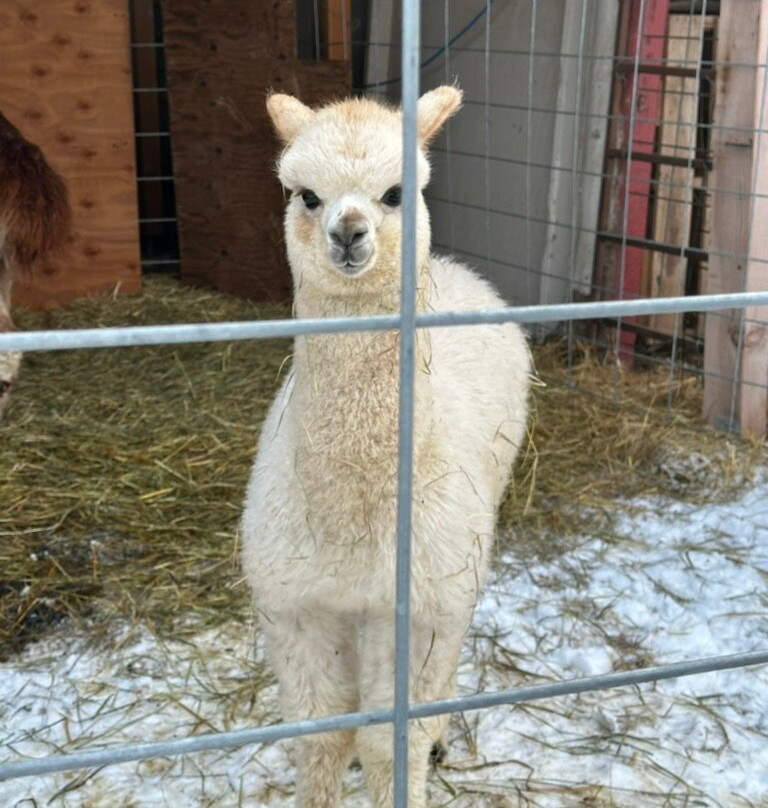 Reindeer Farm-帕尔默必去景点