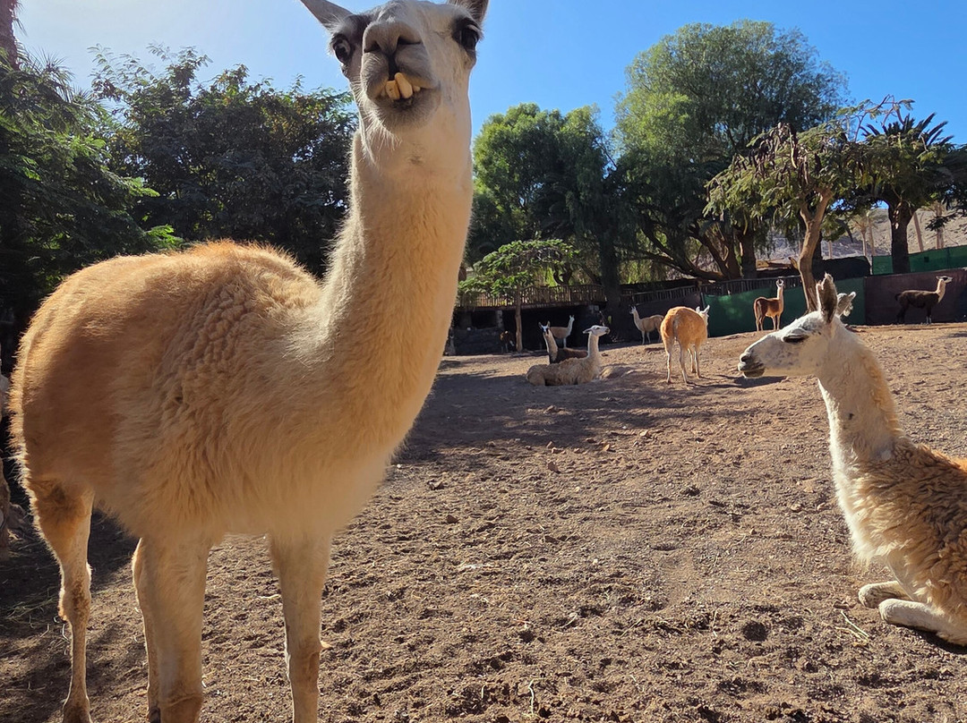 Jardin Botanico-La Lajita必去景点