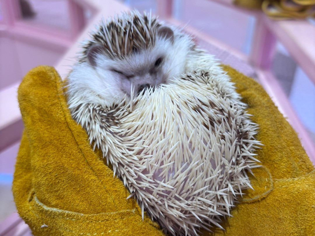 Harajuku Kawaii Land Kyun Kyun-涩谷区必去景点